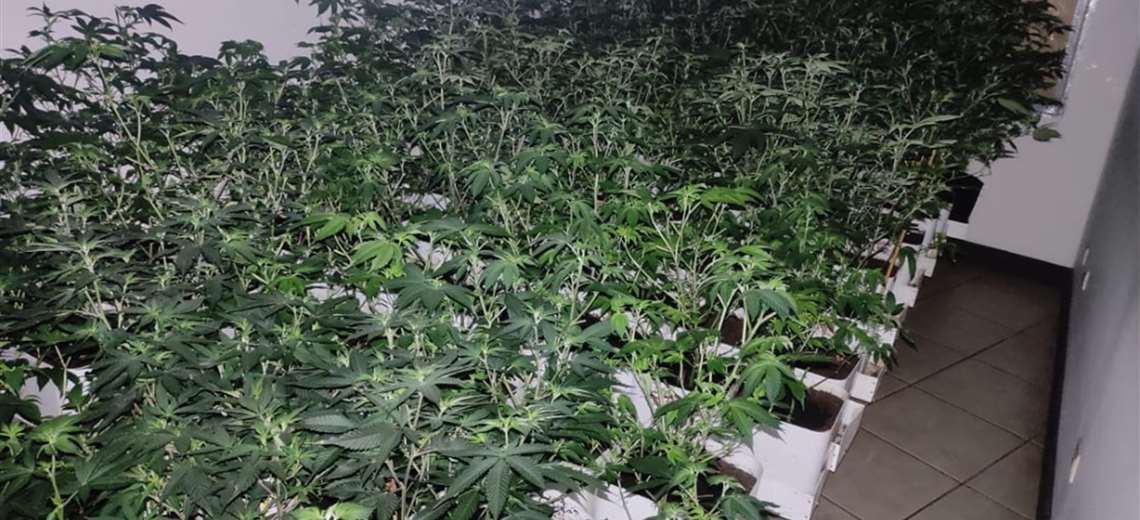 Conato de incendio delata laboratorio de marihuana hidropónica en