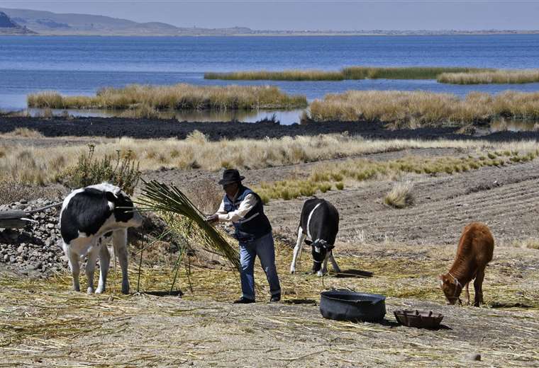 Aguas Del Lago Titicaca Descienden A Niveles Hist Ricos Por Cambio