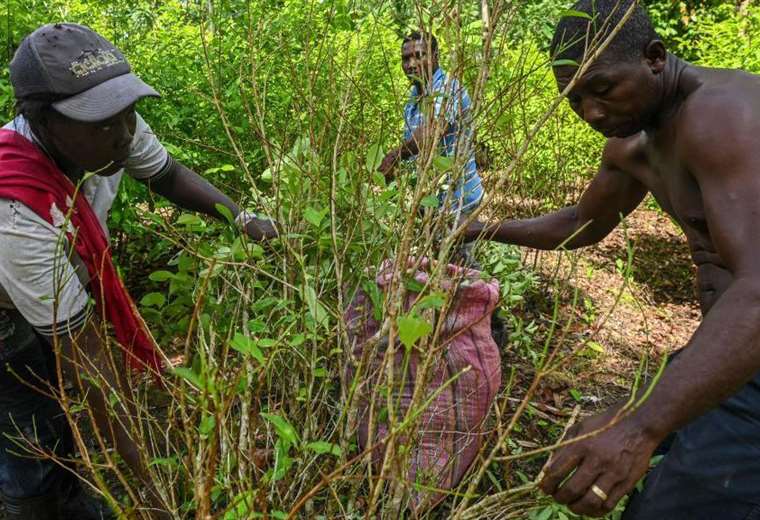 Por qué hay sobreoferta de coca en América Latina y las repercusiones