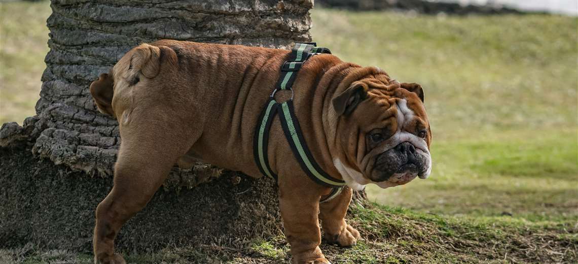 Cómo le enseño a mi mascota a hacer sus necesidades en el lugar