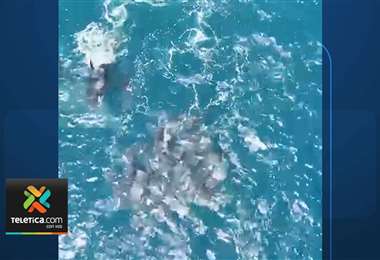 Grupo De Mantarrayas Impresiona A Turistas En Cabuya Teletica