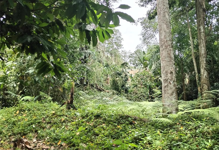 Hombre muere aplastado por rama de árbol en Siquirres Teletica