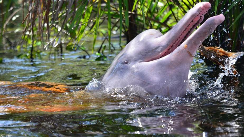 Cómo la lucha por salvar a los delfines rosados de la Amazonía acabó ayudando a miles de personas | Teletica