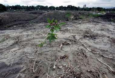 Presencencia  de narcotrafico causa deforestacion 