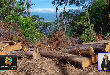 Tala de árboles en los cerros de Escazú preocupa a un grupo de vecinos