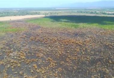 Más de 200 hectáreas son afectadas por incendio forestal en el humedal Térraba Sierpe de Osa