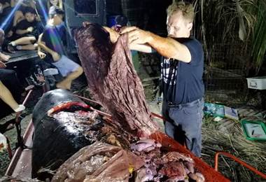 Encuentran ballena muerta con 40 kg de plástico en su estómago |AFP. 