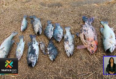  Aparecen decenas de peces muertos alrededor del lago de la Sabana