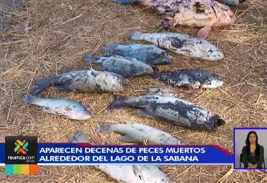 Aparecen decenas de peces muertos alrededor del lago de la Sabana
