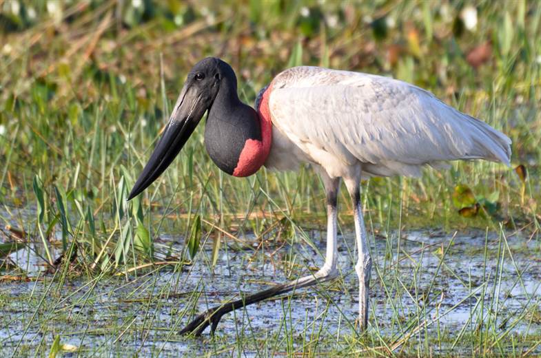 Jabiru Y Pajaro Campana Destacan Entre Las Aves En Peligro De Extincion En Costa Rica Teletica