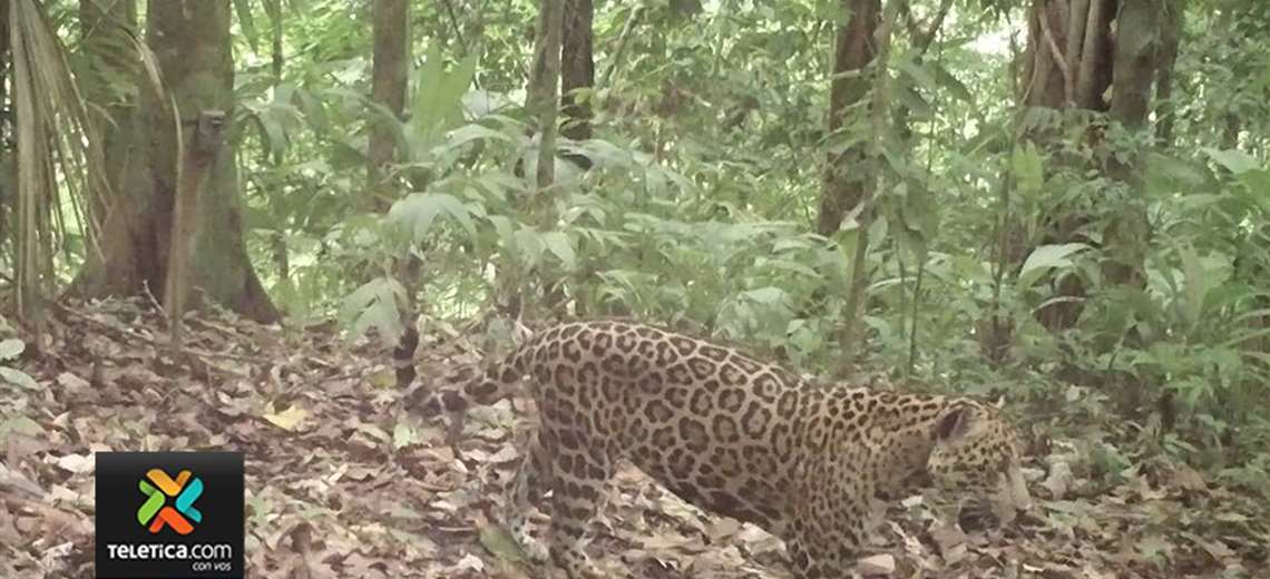 Deportes Carteles Reducción de precios Avistamiento de jaguares y pumas aumenta gracias a la cuarentena | Teletica