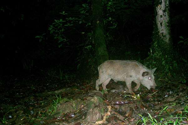 Plagas en la Isla del Coco!  ratas amenazan especies endémicas |  Teletica
