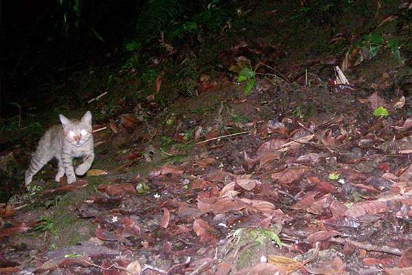 Plagas en la Isla del Coco!  ratas amenazan especies endémicas |  Teletica