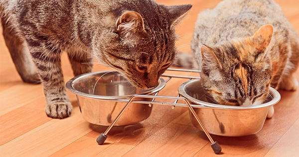 Alimentación en gatos