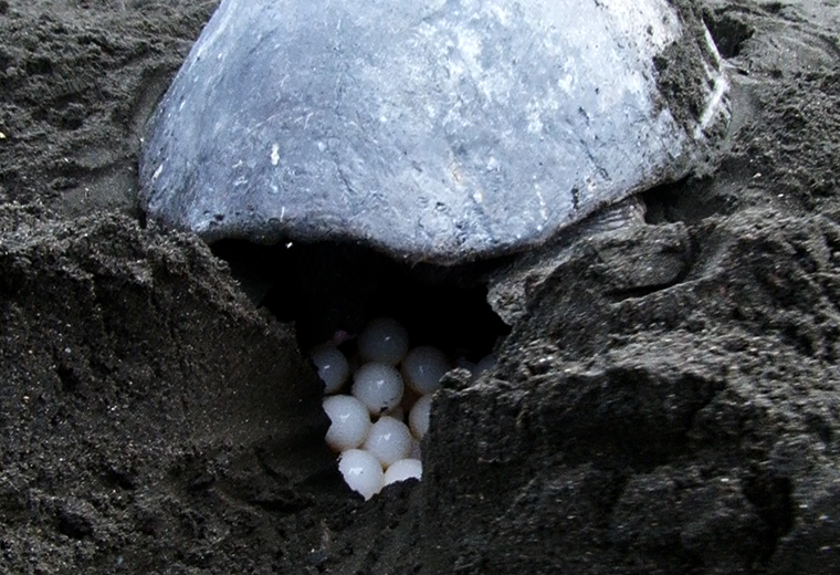 La arribada: Detalles sobre el ritual de las tortugas 