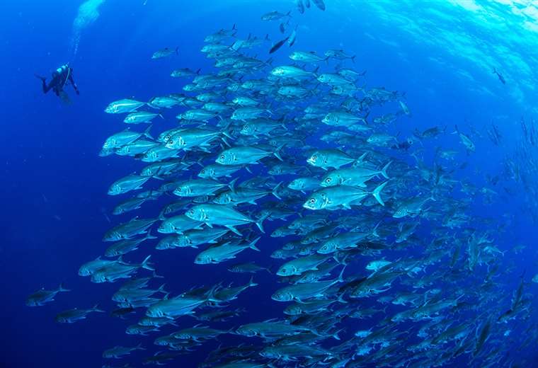 Cuatro organizaciones de conservación unen fuerzas para proteger los océanos