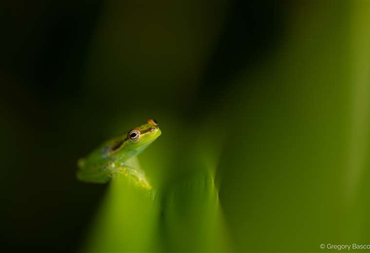 Nueva especie de rana. Crédito de foto: Deep Green Photography/Gregory Basco