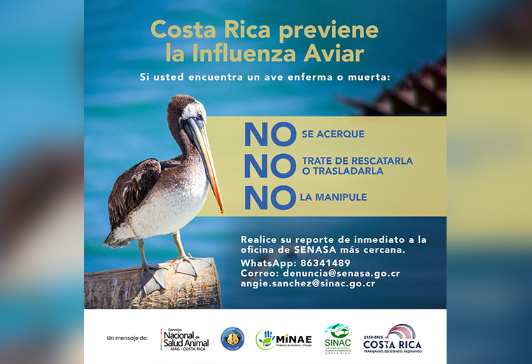 Costa Rica confirma primeros tres casos de influenza aviar en pelícanos