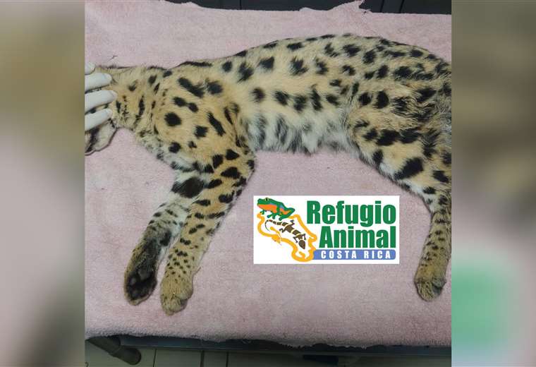 Refugio Animal Costa Rica actualiza sobre estado de salud de felino africano