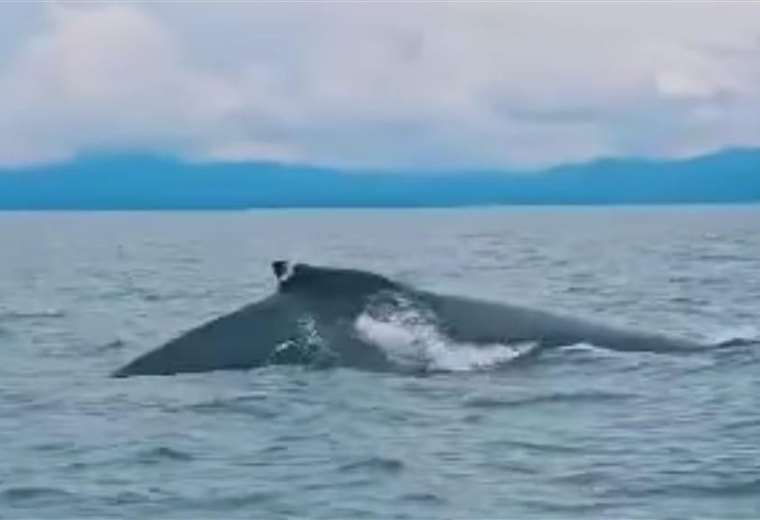 Ballena jorobada atropellada por lancha en Golfito aparece con una cicatriz en su aleta do