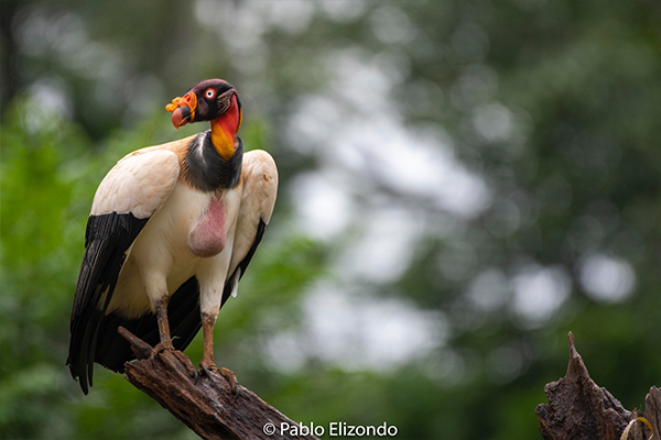 Las 7 especies de aves más difíciles de fotografiar en Costa Rica