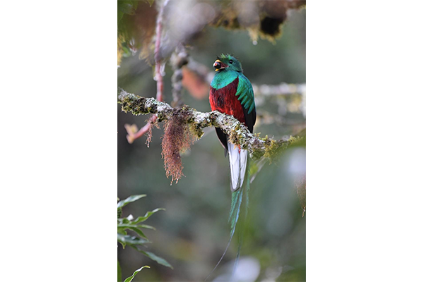 Las 7 especies de aves más difíciles de fotografiar en Costa Rica