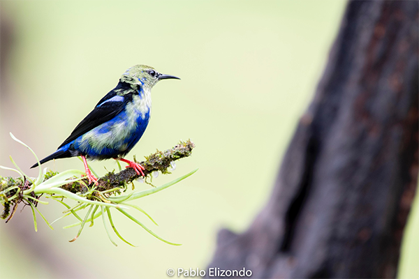 Las 7 especies de aves más difíciles de fotografiar en Costa Rica