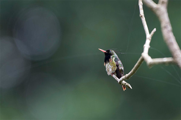 Las 7 especies de aves más difíciles de fotografiar en Costa Rica