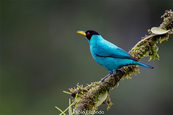 Las 7 especies de aves más difíciles de fotografiar en Costa Rica