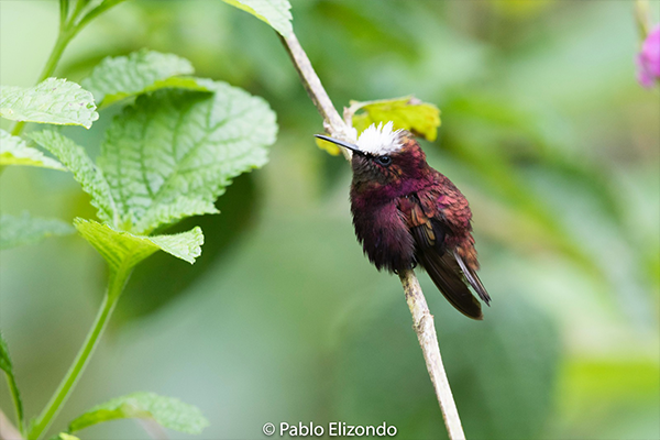 Las 7 especies de aves más difíciles de fotografiar en Costa Rica