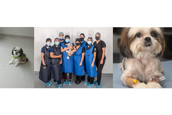 La historia de Chou Chou: La primera perra en Centroamérica que le colocaron un marcapasos