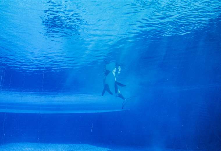 Orca Kiska