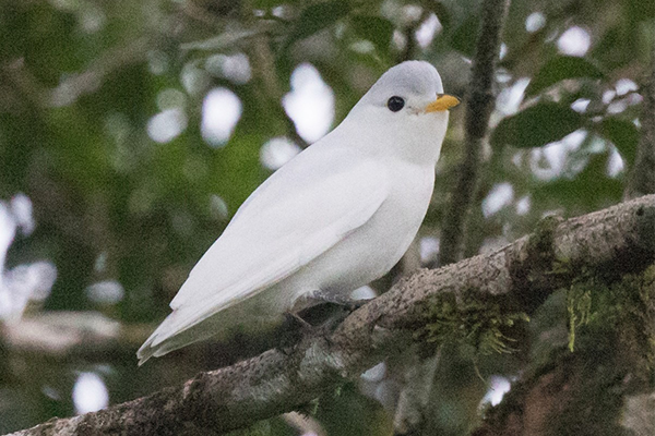 Cotinga Piquiamarillo