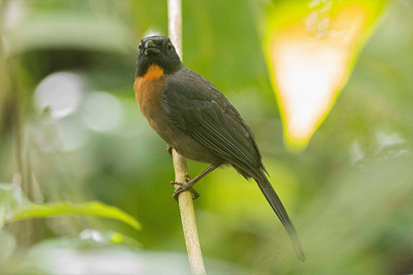 Black-cheeked Ant-Tanager