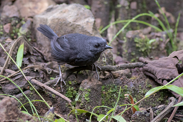 ilvery-fronted Tapaculo