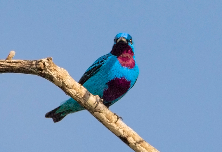 Turquoise Cotinga pq