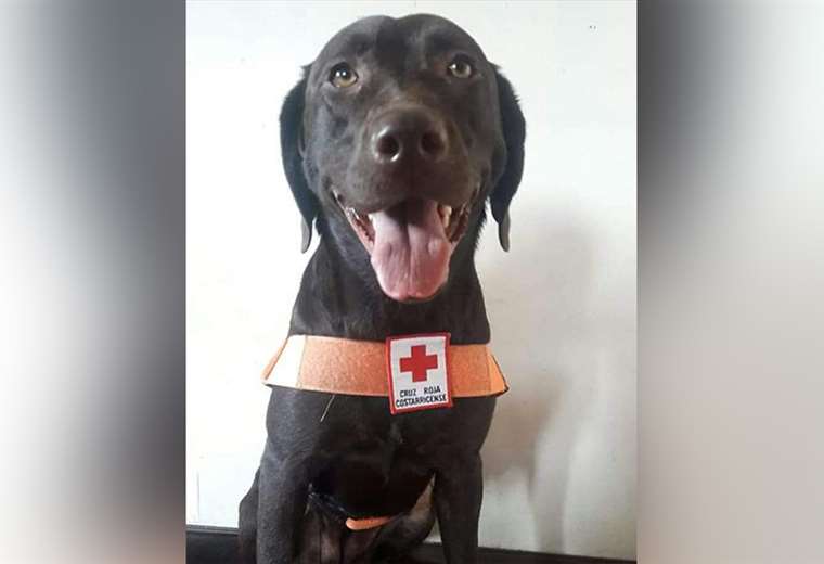 Conozca la unidad K-Sar: los héroes de cuatro patas de Costa Rica