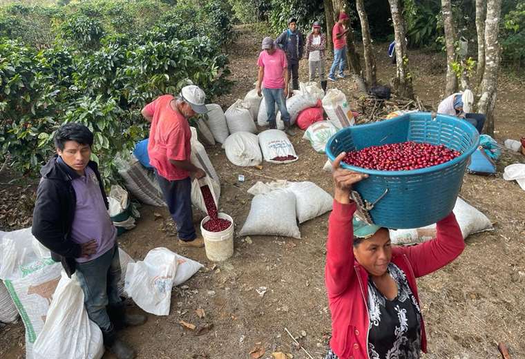 Hacienda cafetalera se convierte en modelo de desarrollo social y ambiental 