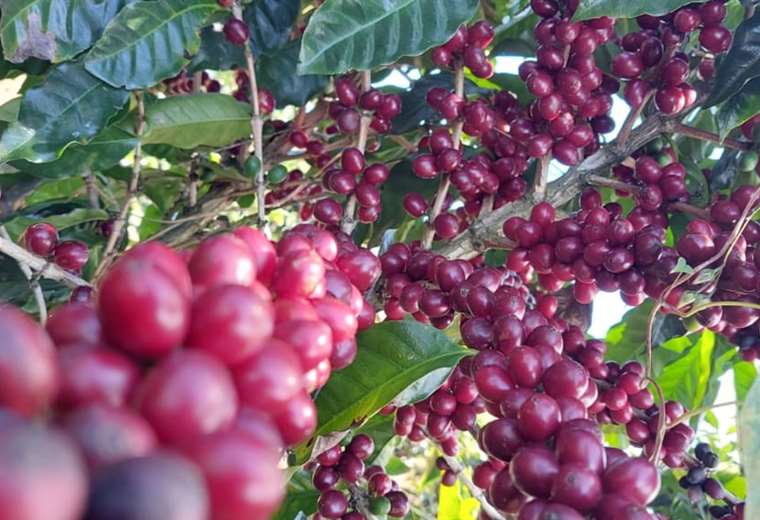 Hacienda cafetalera se convierte en modelo de desarrollo social y ambiental 