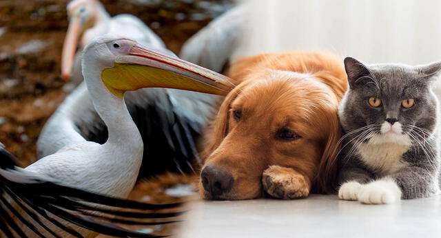 ¿Pueden contagiarse las mascotas de la gripe aviar?