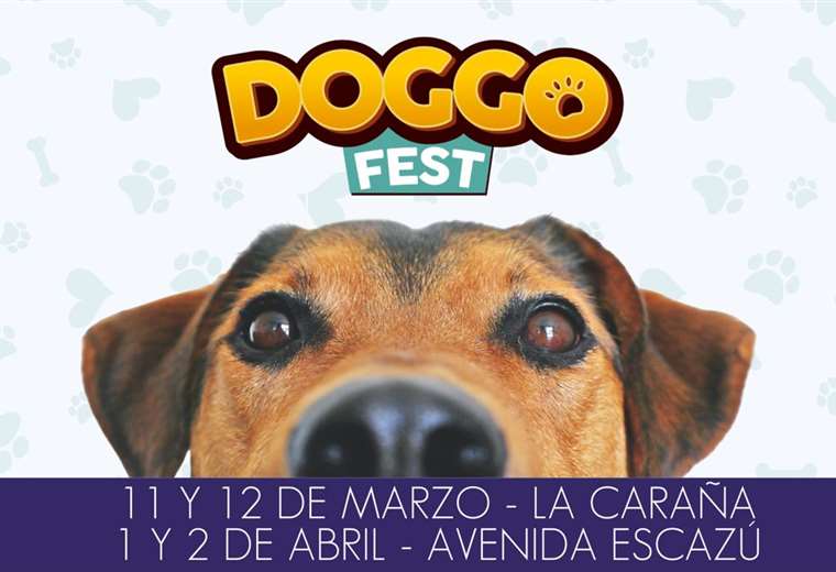 Actividades para este fin de semana para mascotas