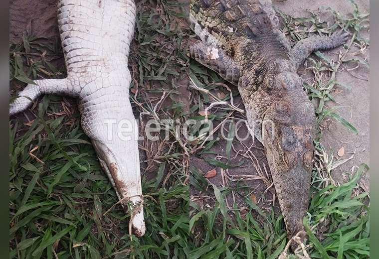 Hallan otro cocodrilo decapitado en el Río Tárcoles