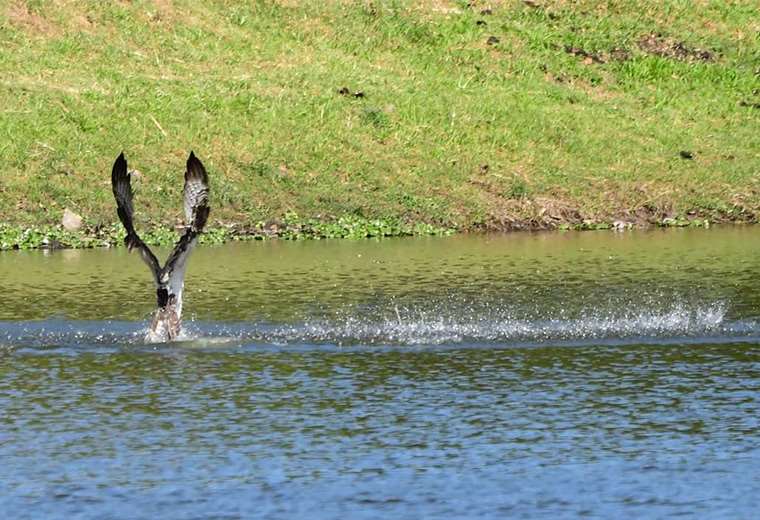 Voluntarios limpian lago de La Sabana y retiran casi 9.000 kilos de basura