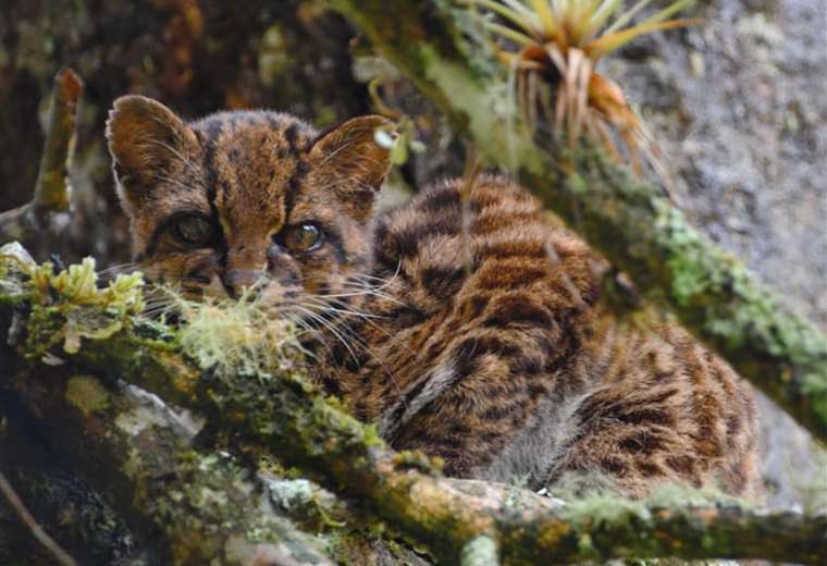 La oncilla Leopardus tigrinus es la especie de felino más amenazada de todas