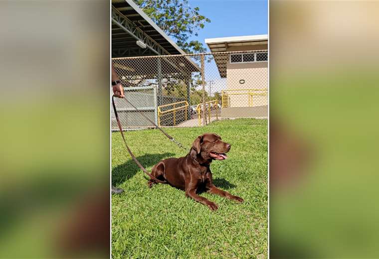 Estas son las razas que las autoridades utilizan para las unidades caninas