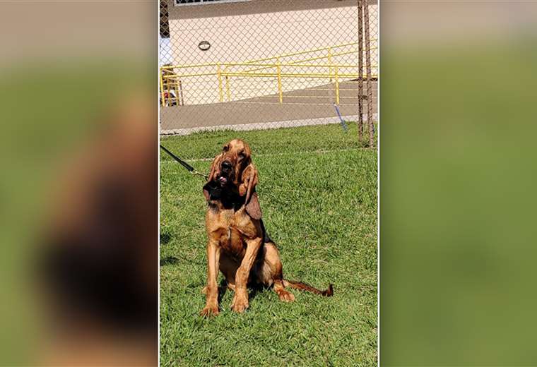 Estas son las razas que las autoridades utilizan para las unidades caninas