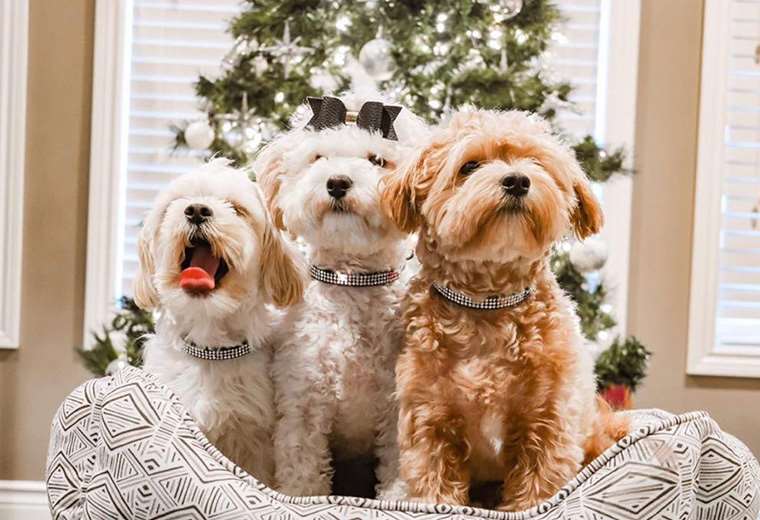 The Glam Pup Shop