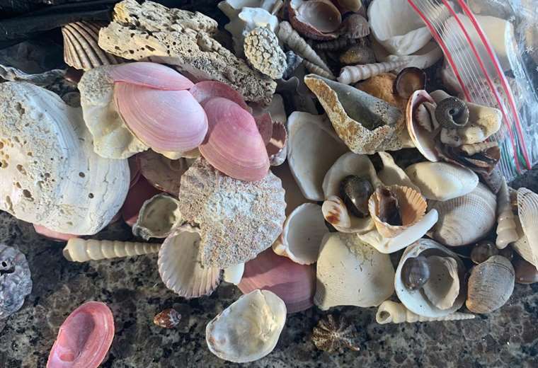 ¿Qué pasa con los cientos de kilos de conchas decomisadas en aeropuertos?