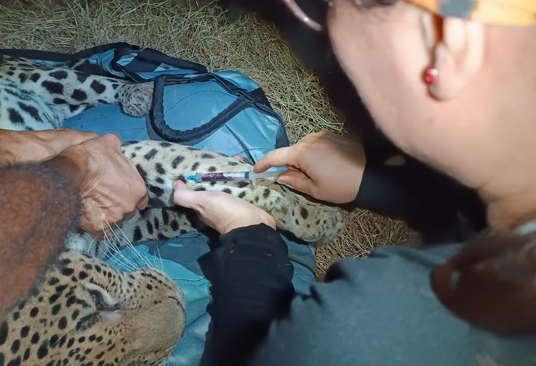SINAC decomisó jaguar en Rancho Redondo