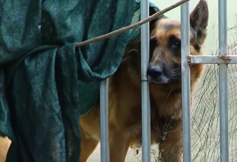 Senasa decomisará perro que mató a niño de 2 años, pero aún no define su futuro